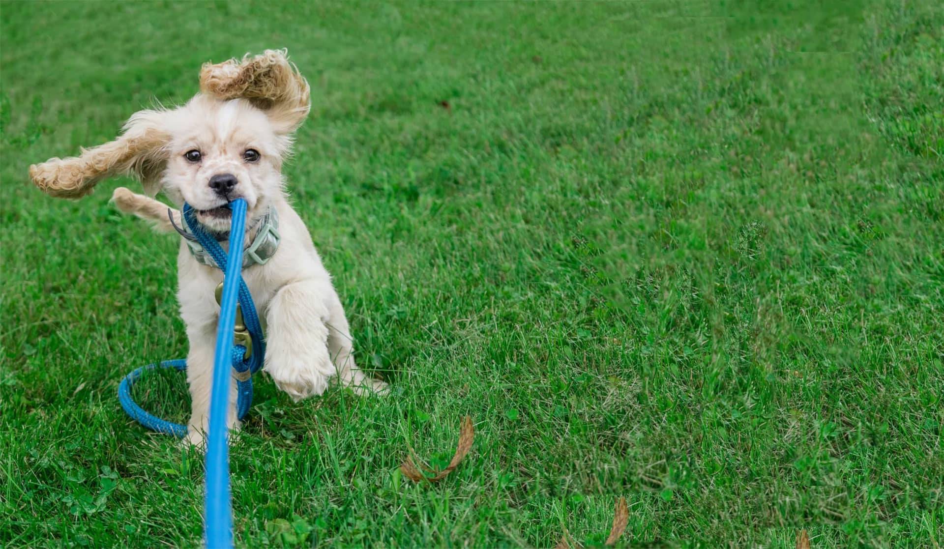 spanielpuppytuggingleash spaniel puppy playing tug with leash