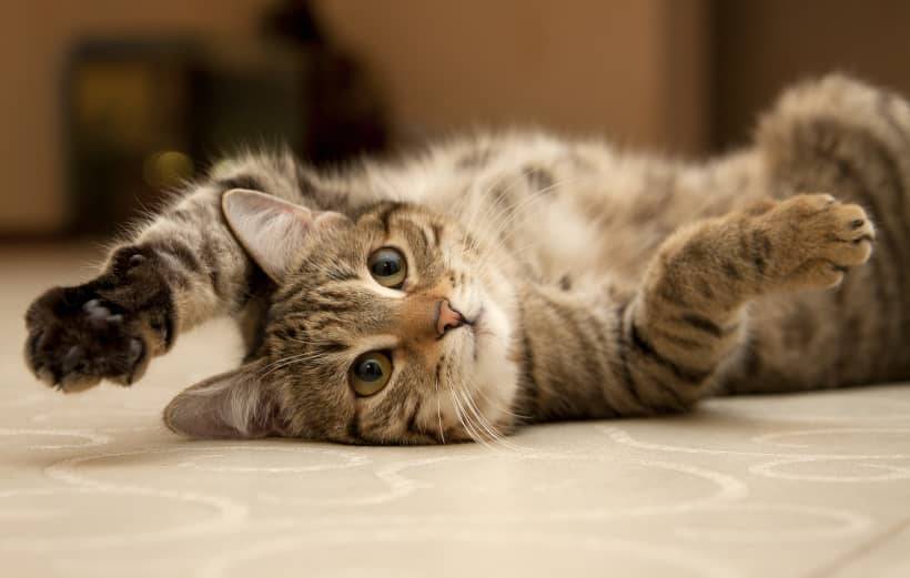 reclining cat copy reclining cat