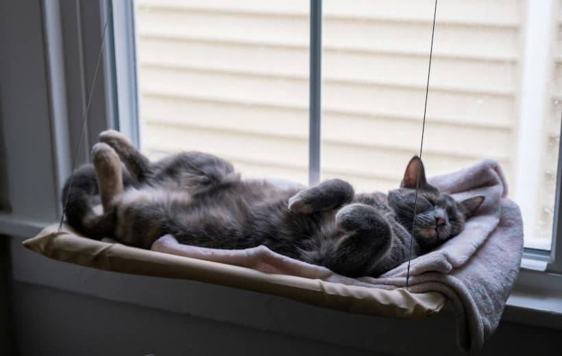 Aiden Craver cat cat sleeping on bed suspended in front of window