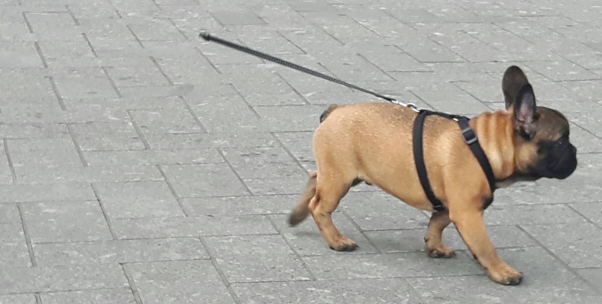 tan-blk-FB-on-lead young French bulldog on a walk