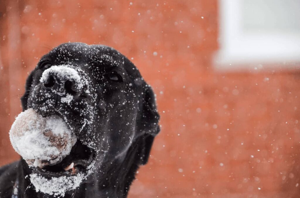 black Lab with tennis ball on snowy day