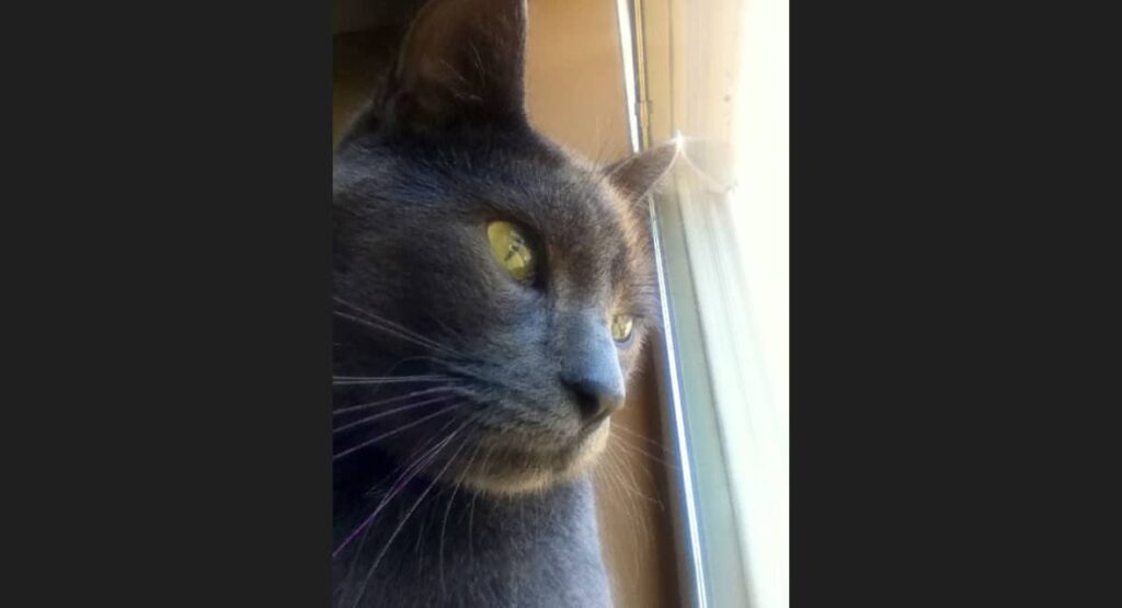 gray cat gazing out window
