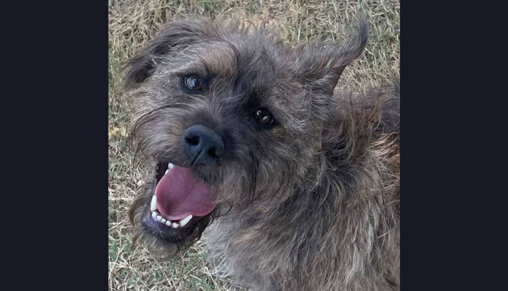 steel gray terrier mix