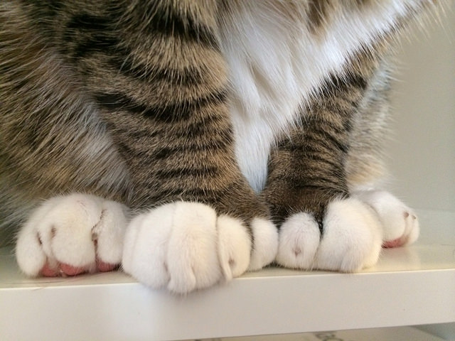 closeup of cat's polydactyl paws