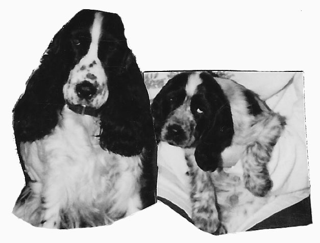 Teri-Tugger two English cocker spaniels