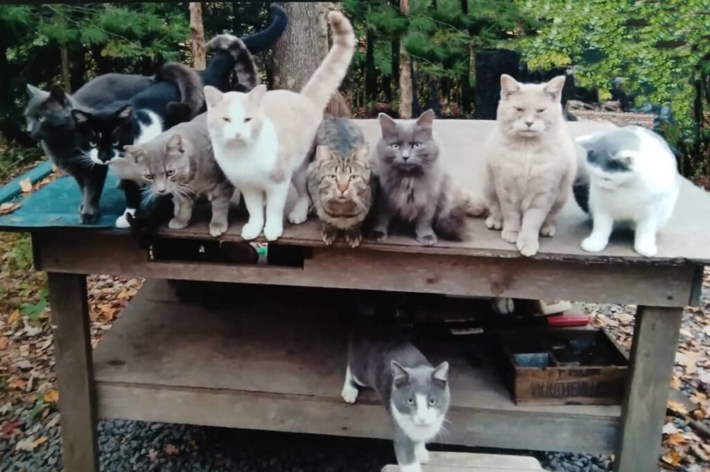 two feline litters from same queen