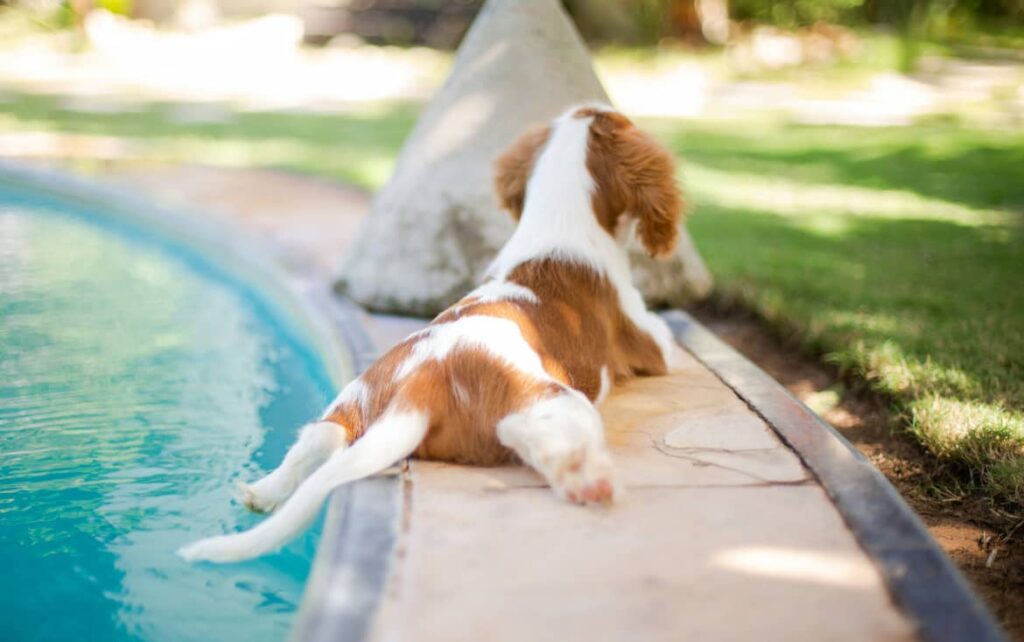 spaniel puppy laying poolside