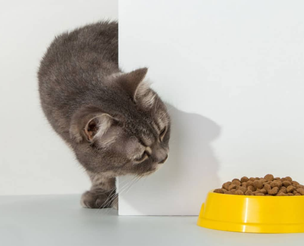 cat discovering food bowl cat discovering food bowl