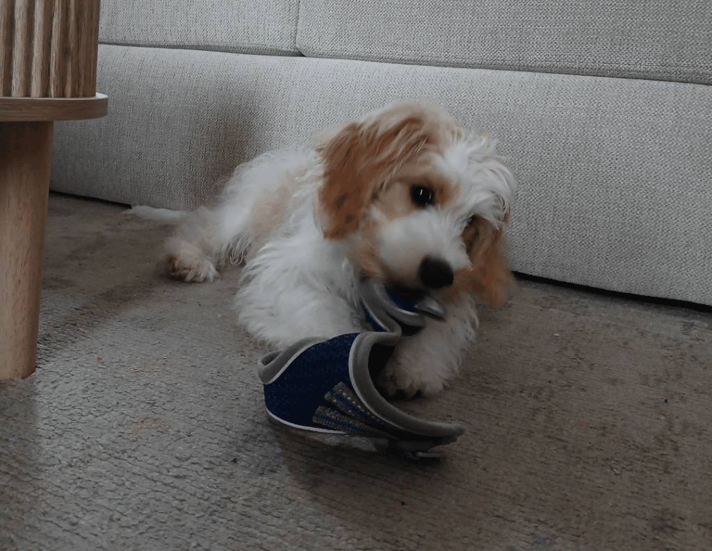 dog chewing his harness