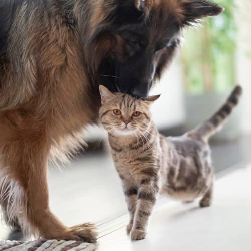 shepherd-silver-torti Shepherd dog nuzzling silver tortie's head