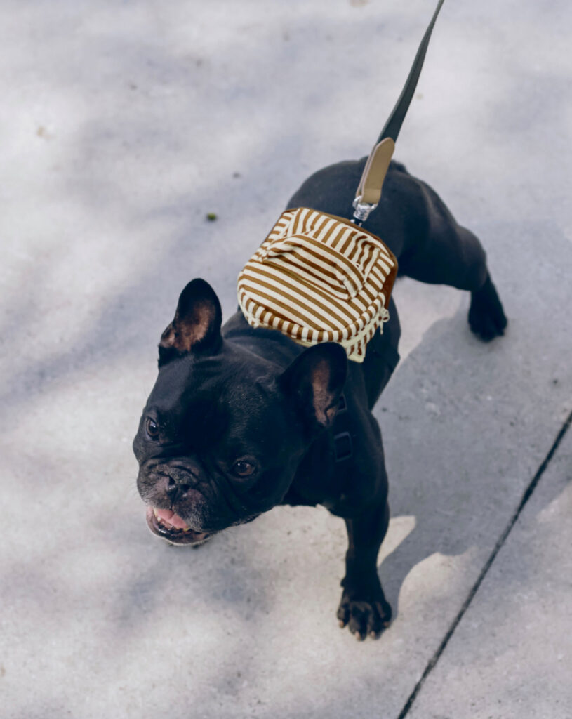 walking a frenchie French bulldog in striped harness on a walk