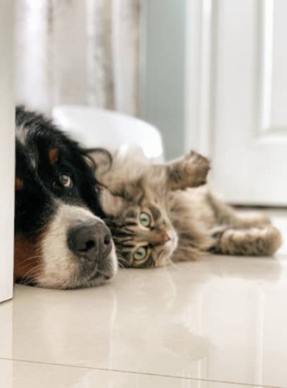 swiss mtn dog and tabby swiss mtn dog and tabby
