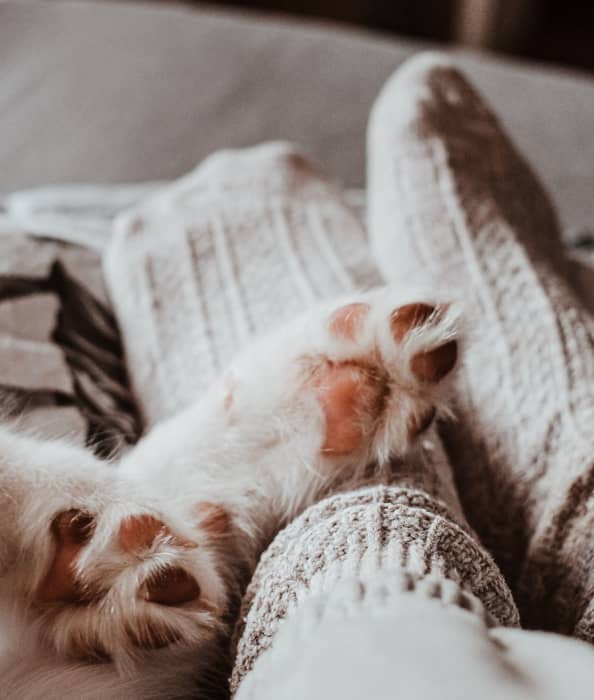 dog paws laying across stocking feet