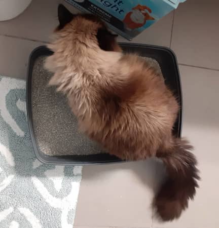 cat in litter box cat in litter box