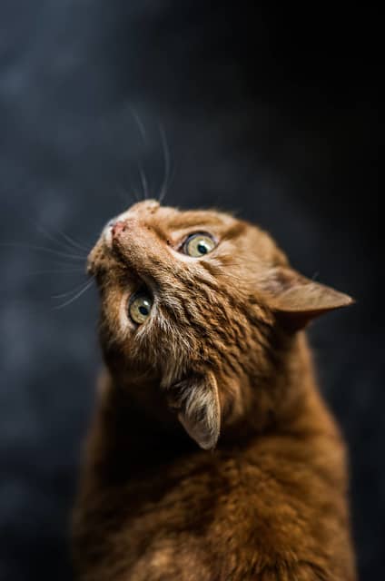 ginger tabby looking up ginger tabby looking up