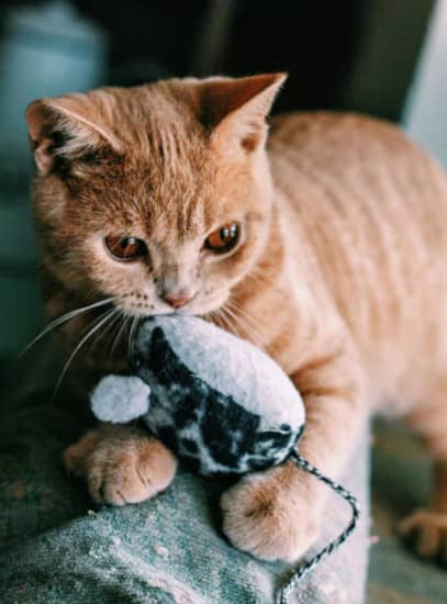 ginger with mouse toy svc ginger with mouse toy svc