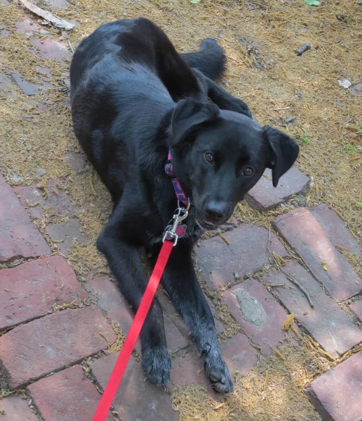 zoey Black dog laying on brick pavement.