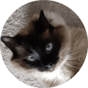 avatar catcare 3 avatar catcare 3