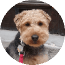 avatar dogwalking 1 avatar dogwalking 1