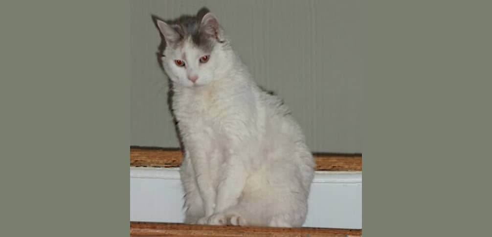 15-year-old white cat