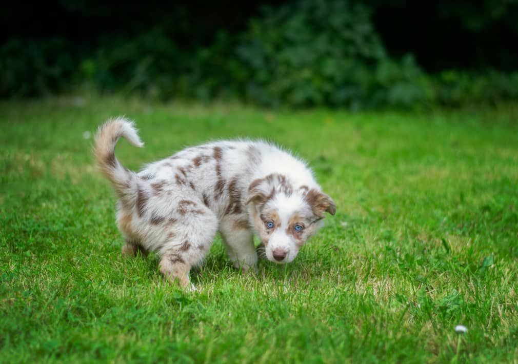 puppy urinating outdoors
