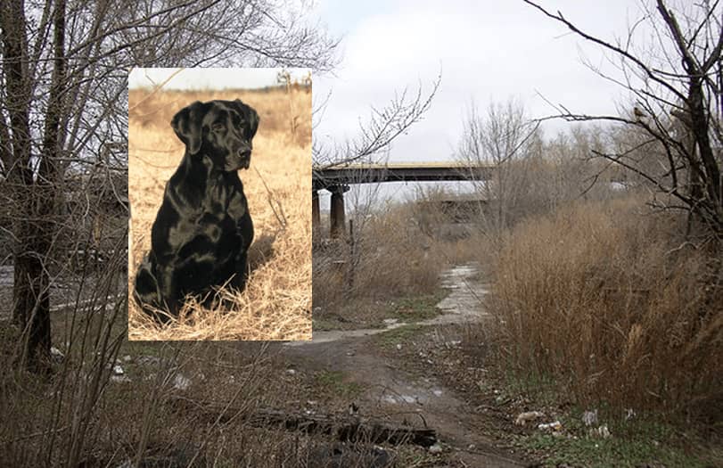 Inset of black Lab against scrubby riverbank