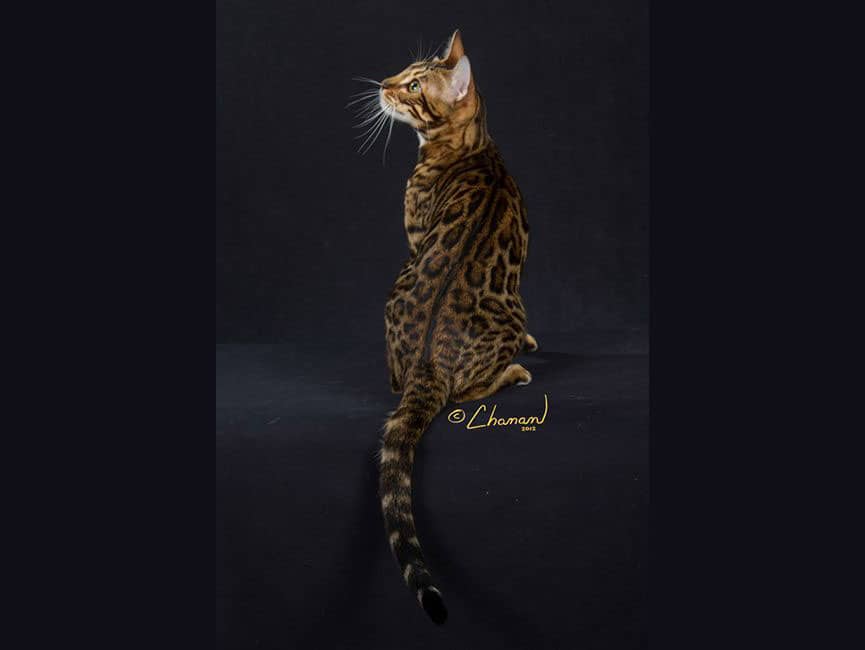 Bengal cat