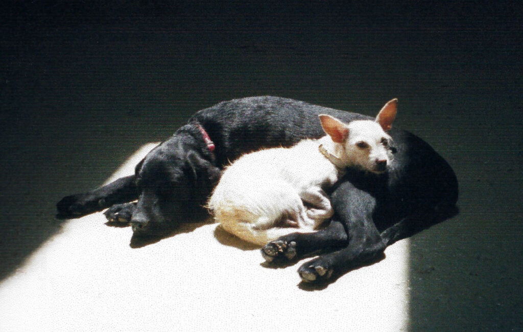 blond chihuahua curled up with black Lab