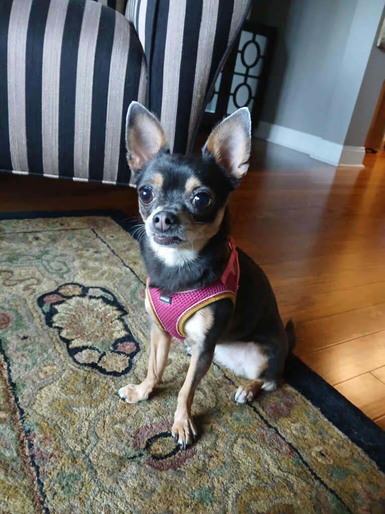 Lily-GBP black and tan chihuahua