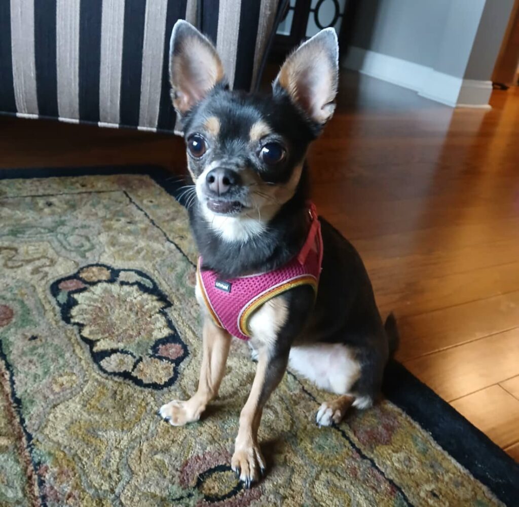 chihuahua in pink harness