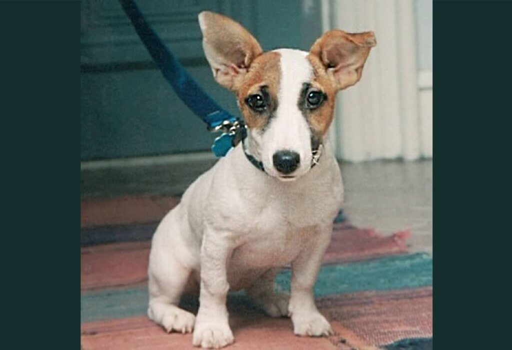 Jack Russell terrier puppy
