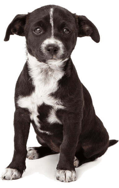 blk-and-wht-puppy-383x603 black and white puppy