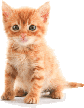orange-tabby-kitten-2 ginger kitten with green eyes
