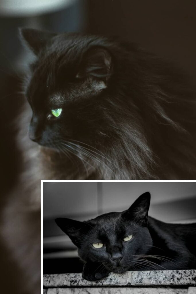 two black cats