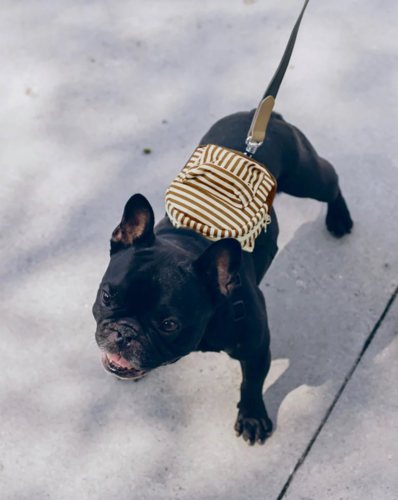 Walking -a-Frenchie copy French bulldog in striped harness on a walk