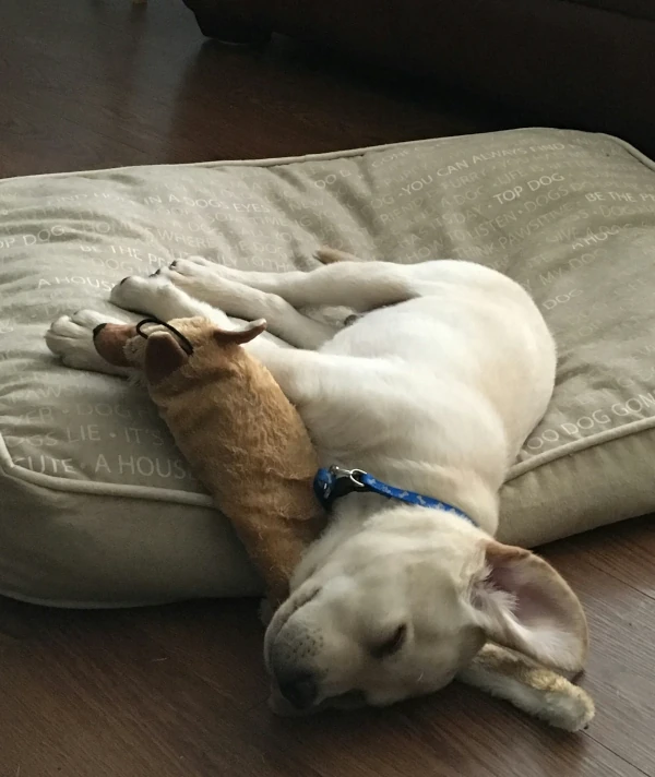 blond bulldog puppy sleeping with toy
