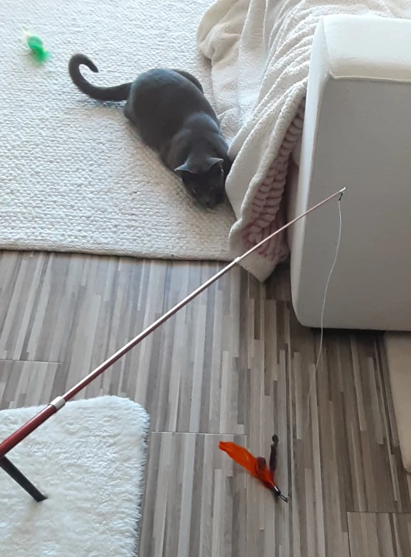 cat stalking a wand toy