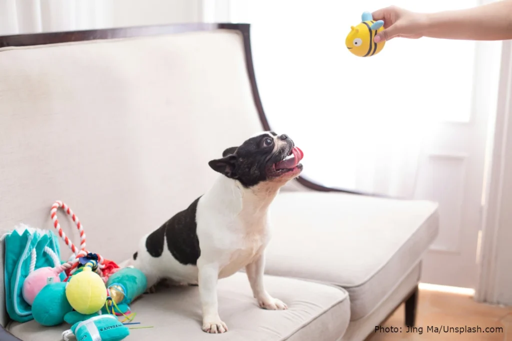 white and black bulldog siting on couch while being offered a toy ball