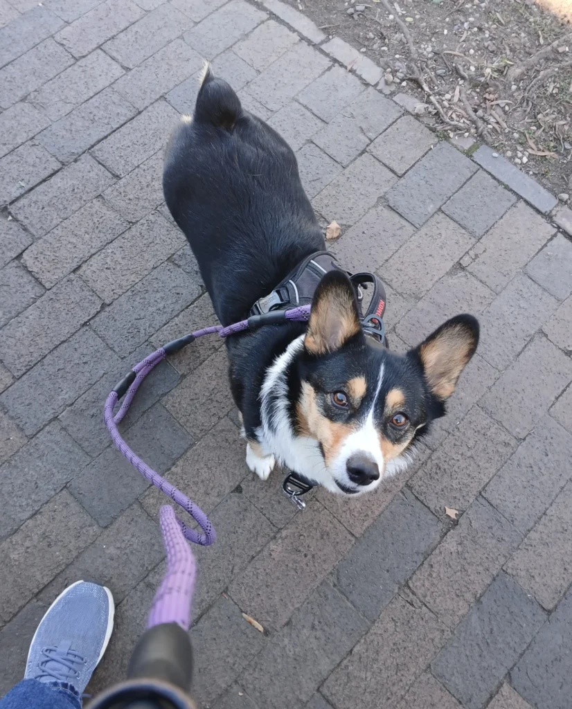 tri-color corgi checking in with dog walker