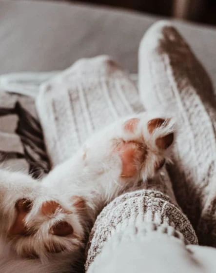 paws resting on stocking feet
