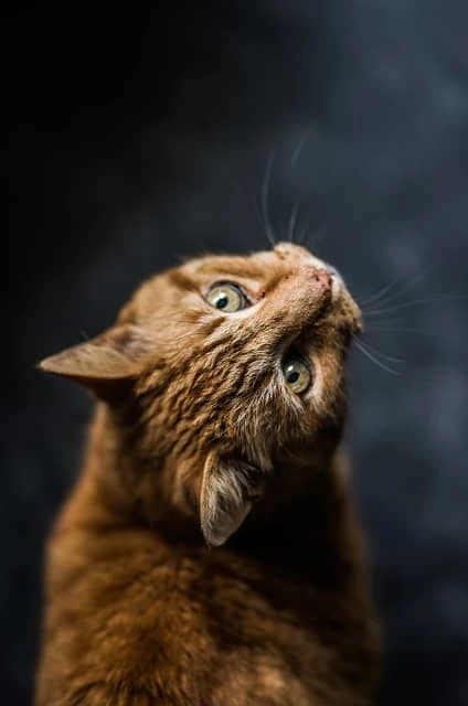 ginger tabby looking right