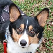 corgi headshot