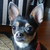 chihuahua headshot