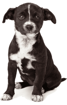 black and white puppy