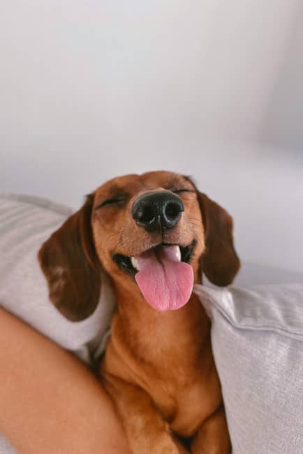 blissful dachshund
