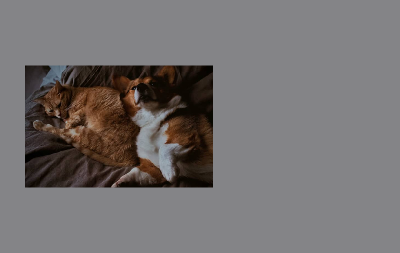corgi curled up with ginger cat